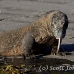 dragon_komodo_hsb_rinca_h_0776_kom2551.jpg